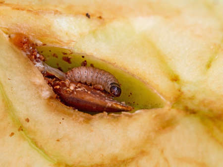 Codling moth larva, Cydia pomonella grub, larva. Caterpillar happily eating in my apple. Macro of this pest.の写真素材