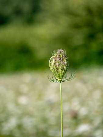 Wild carrot, Daucas carota seedhead, Aka Queen Annes lace, Bishops lace.の写真素材