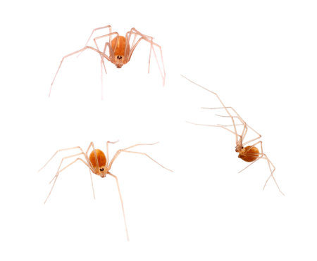 Macro of small orange colour arachnid, Spermophora senoculata the shortbodied cellar spider....