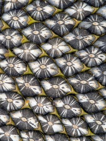 Sunflower seed macro detail, in flower head. Fresh, still hairy.