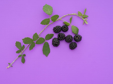 Fresh picked wild blackberries on beautiful purple background, with leaves and copy space.