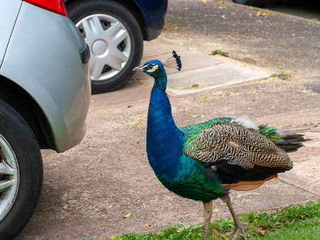 Young urban feral peacock struts between unidentifiable cars. UK.の写真素材