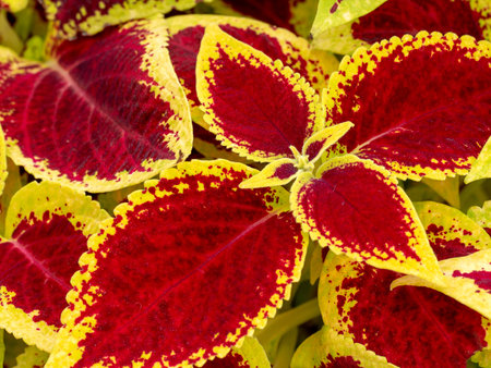 Red and green leaves of the coleus plant, Plectranthus scutellarioides