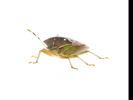 Stink aka shield bug, Nezara viridula, adult in winter colors. Facing camera, isolated on white....