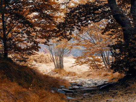 Autumn, fall, path leading to woodland clearing. Filtered image. Europe.の写真素材