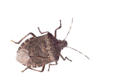 Brown marmorated stink bug Halyomorpha halys, an invasive species from Asia. Isolated on white.の写真素材