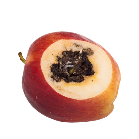 Vivipary in apple. Seeds, pips are already growing in the core when the fruit is cut open.