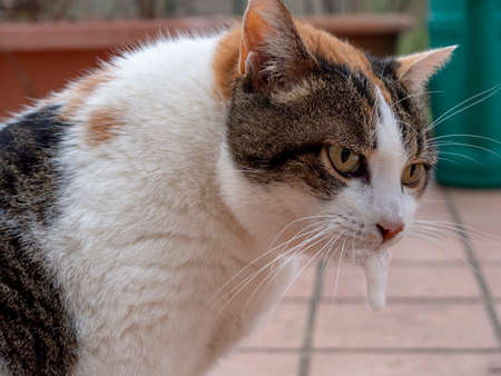 Cat vomiting white froth, sick pet. Hairball maybe. Veterinary medecine etc.の写真素材