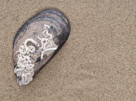 Mussel shell with natural calcareous tubes made by marine worms, like Pomatoceros species. Found on...