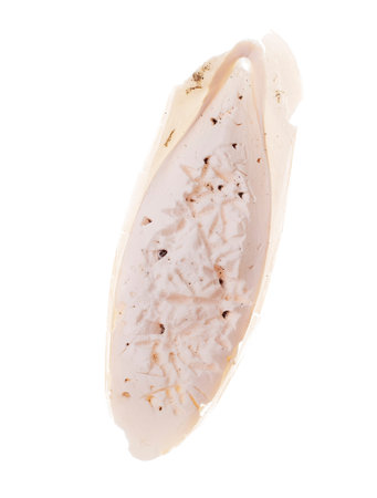Found, natural Cuttlefish bone aka cuttlebone, the internal shell of cephalopod. Isolated on white...