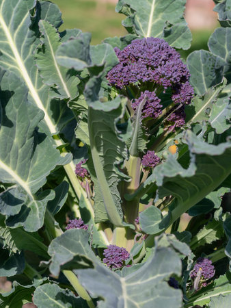 Purple Sprouting Broccoli plant in my garden. Healthy home grown vegetable in spring sunshine.の写真素材