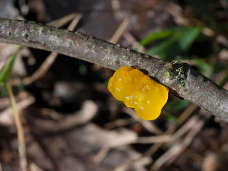 Tremella mesenterica, common, jelly fungus.の写真素材