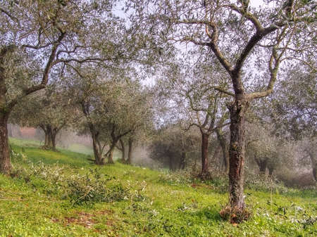 Early spring morning, still misty, in the Italian olive groves, north Tuscany. Pruning underway, hence ladder.の写真素材