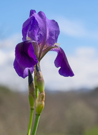 Spring bearded iris aka germanica flower against blue sky. Purple, growing wild.