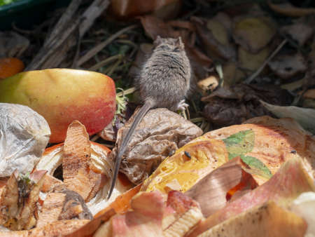 Mouse scurrying out of sight in garden compost bin. Problem.の写真素材