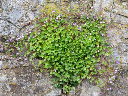 Ivy-leaved toadflax, Cymbalaria muralis, aka Kenilworth ivy, plant with flowers on old grey stone wall.の写真素材