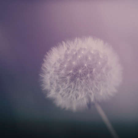 Dreamy dandelion seedhead aka clock. Defocussed blurry romantic effect. Natural closeup background.の写真素材