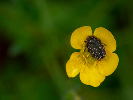 Hairy pollen beetle. Tropinota hirta, Epicometis hirta, pollinating Ranunculus, Buttercup flowerの写真素材