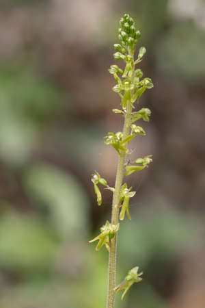 Common aka Eggleaf twayblade, Neottia ovata. Wild orchid.の写真素材