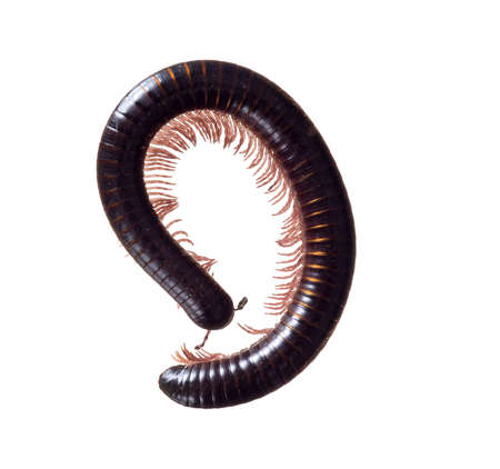 Julidae. Dark brown and orange millipede, about 7cm long, Europe. Isolated on white background. Part coiled.の写真素材