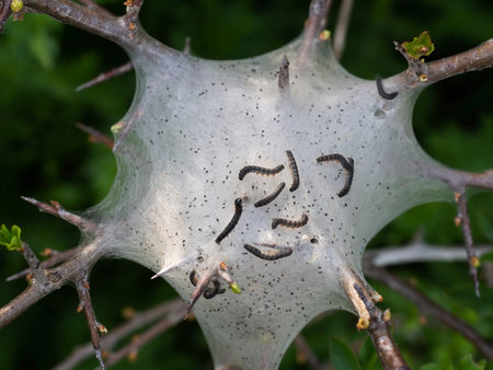 Tent caterpillar nest aka Lackey moth caterpillars. Malacosoma neustria. On Prunus spinosa twig.の写真素材