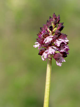 Orchis purpurea flower, purple wild orchid. Aka Lady orchid.の写真素材