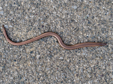 Slowworm aka slow worm or blindworm, Anguis fragilis, top view. A reptile native to Eurasia. Aka...