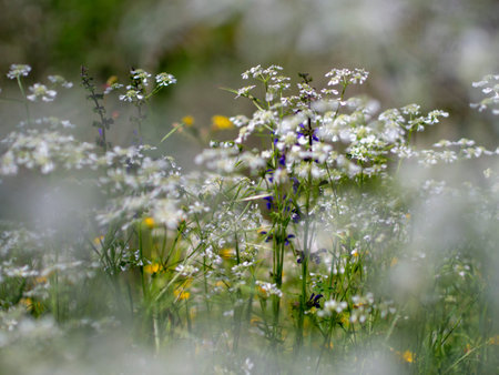 Abstract wildflower meadow image, nature in spring. Photographed through other flowers for dreamy...