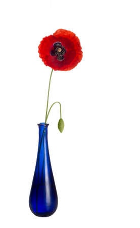 Red poppy, rather windswept, in blue glass vase, isolated on white background. Wild flower. Papaver rhoeasの写真素材