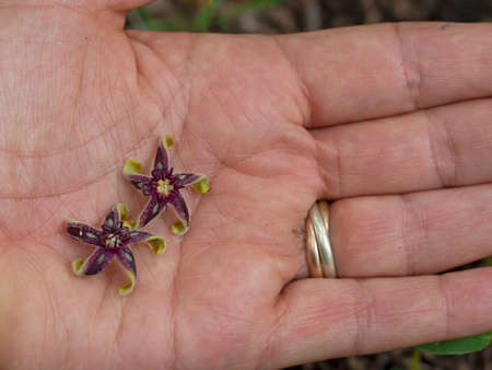 Flowers fallen from Periploca maggiore aka graeca, a rare climbing plant in the Apocynaceae family. Flowers are borne high in the tree canopy.の写真素材