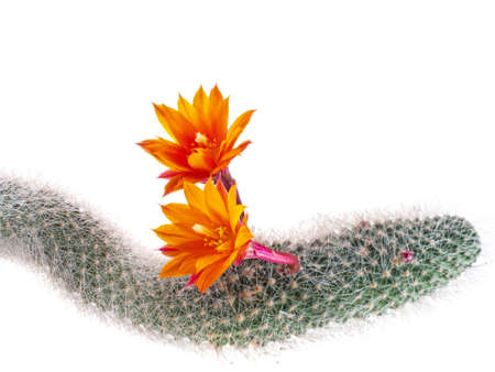 Rat tail cactus flowers, studio isolated on white, Aporocactus flagelliformis.の写真素材