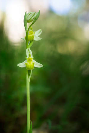 Ophrys apifera var. chlorantha, White bee orchid. Unusual colour caused by a hypochromatic condition that reduces pigmentation.の写真素材