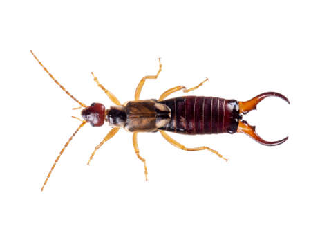 Common aka European earwig, Forficula auricularia studio isolated on white background. Male, overhead view.の写真素材
