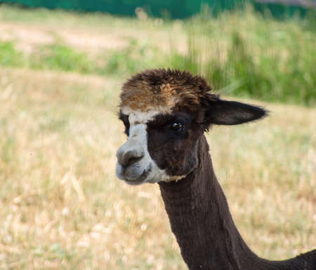 Cute close portrait of a llama. Lama glama. Dark brown with white face.の写真素材