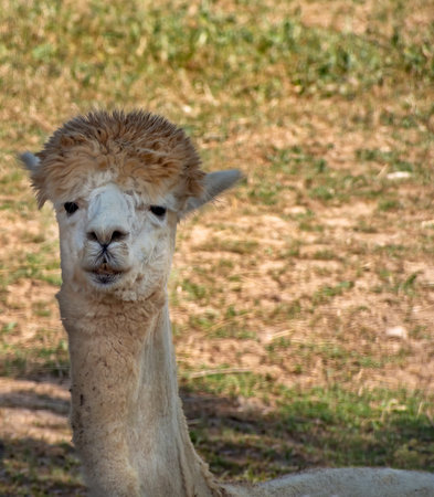 Cute close portrait of a llama. Lama glama. Pale colour.