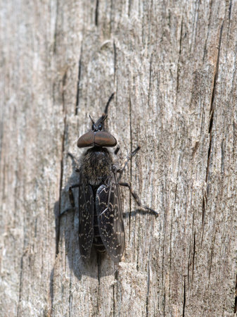 Haematopota crassicornis - horsefly. Male. Huge compound eyes.