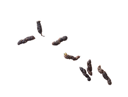 Mouse droppings, faeces, isolated on white background. Rodent infestation.