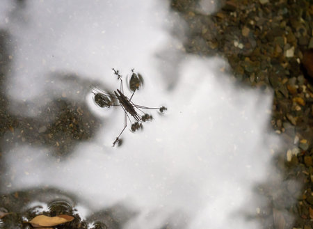 Two Common Pond Skaters Gerris lacustris making baby Pond Skaters in natural habitat. Gerridae. Overhead view.の写真素材