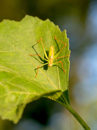 Speckled Bush-cricket - Leptophyes punctatissima. Colourful orange and green bug. Overhead view.の写真素材