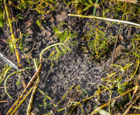 Masses of tadpoles in small pond, various stages of development, metamorphosis.の写真素材