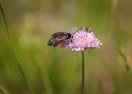 Six-spot Burnet Moth, Zygaena filipendulae, on a wild scabious flower.の写真素材