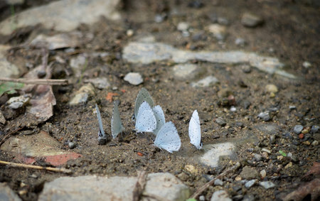 Celastrina argiolus aka Holly Blue butterflies.の写真素材