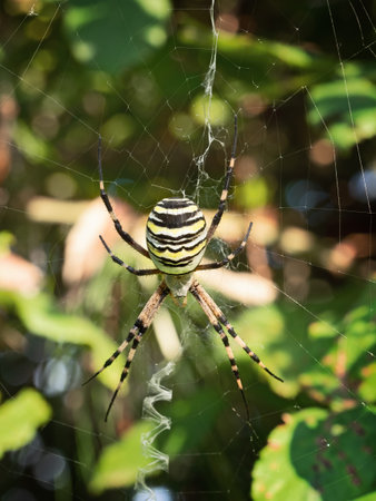 Large female orb-weaver Wasp spider, Argiope bruennichi in web. Huge swollen abdomen.の写真素材