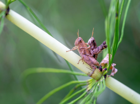 Two Pezotettix giornae ie short-horned grasshoppers. On horsetail plant stem.