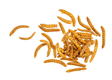 Dried mealworms, larvae of Tenebrio molitor. Edible insects here crisped and barbecue flavour. Isolated on white background. Protein.の写真素材