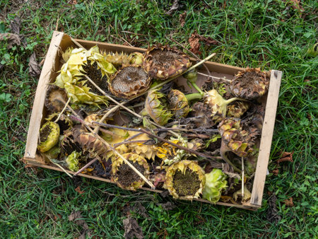 Withered sunflowers, drying seed for winter garden bird food.の写真素材