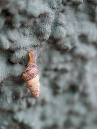 Cochlicella acuta aka pointed snail. Small but high-spired, pointy, air-breathing land snails.の写真素材