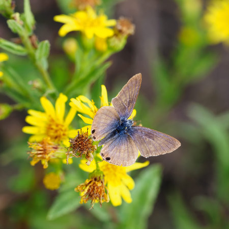Late Autumn butterfly. Lampides boeticus ie Pea blue or Long tailed blue on flowers of Dittrichia...