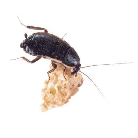 Loboptera decipiens. Small, black European cockroach. With crumb isolated on white background....
