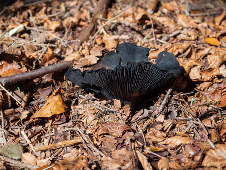 Large black European gilled mushroom in woodland. Probably Russula nigricans, aka Blackening brittlegill or Blackening russula.の写真素材